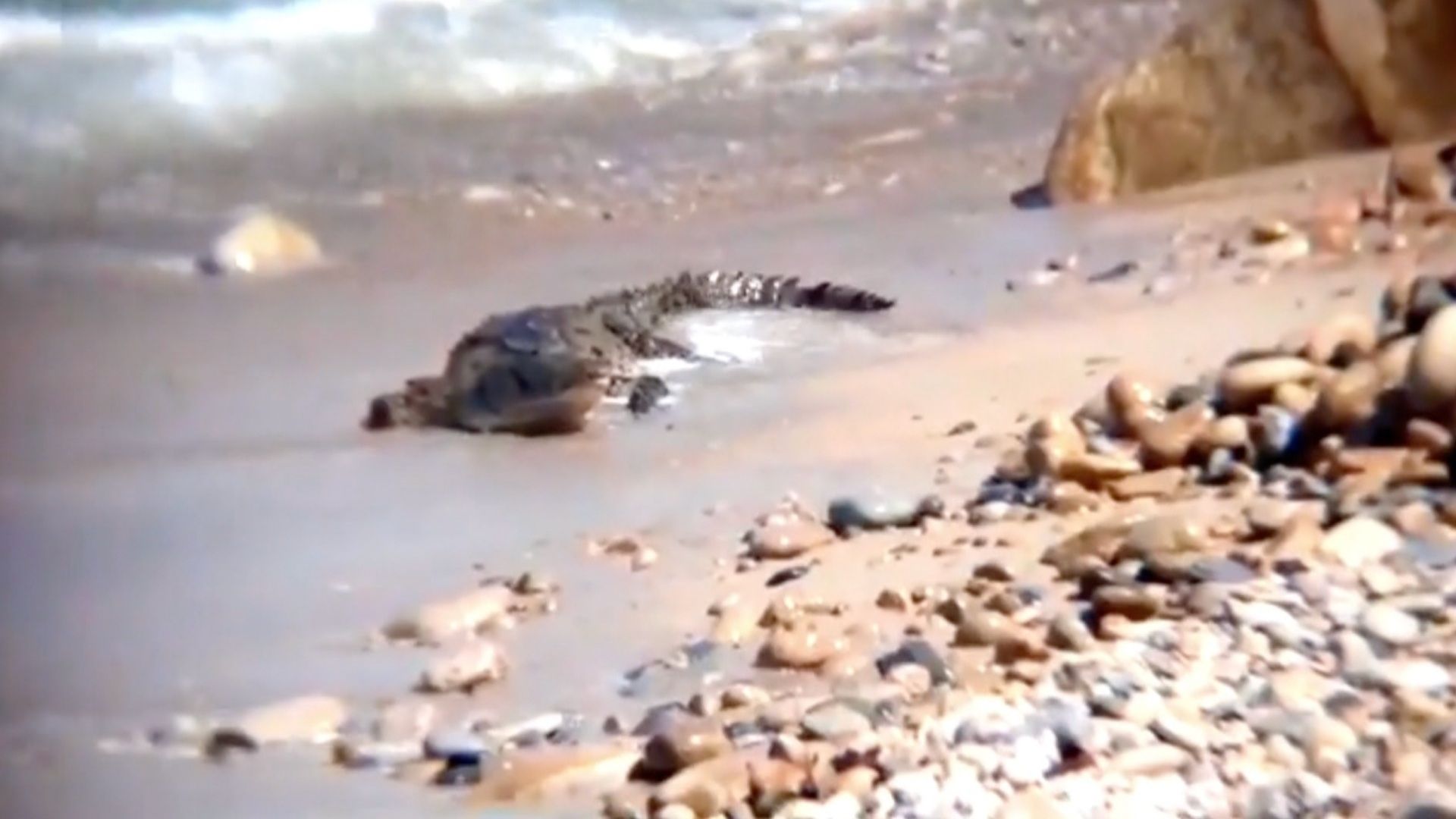 Monitorean Playas de Puerto Vallarta y Jalisco por Fauna Marina Peligrosa