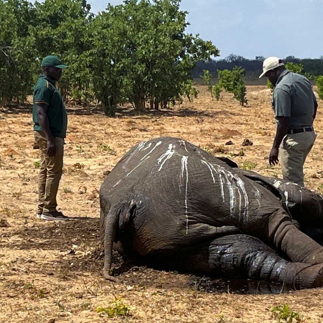 Mueren Decenas de Elefantes en Zimbabue por Sequía del Parque de Hwange