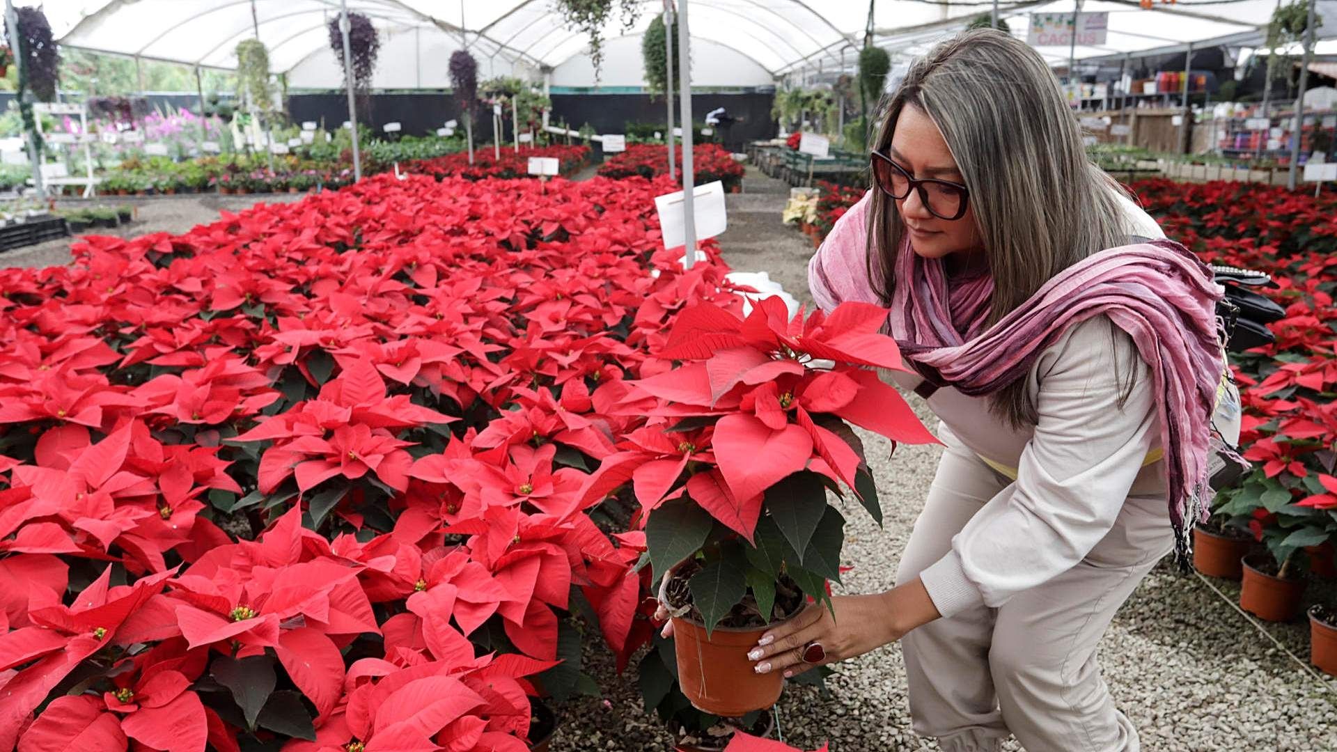 Vivero en Atlixco, listo para venta de flores de Nochebuena