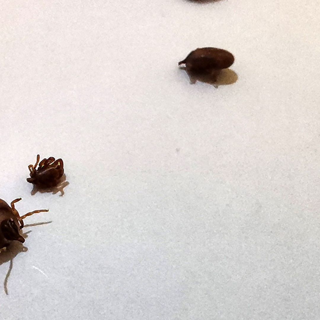 Estados Unidos alerta por infección de garrapatas en México