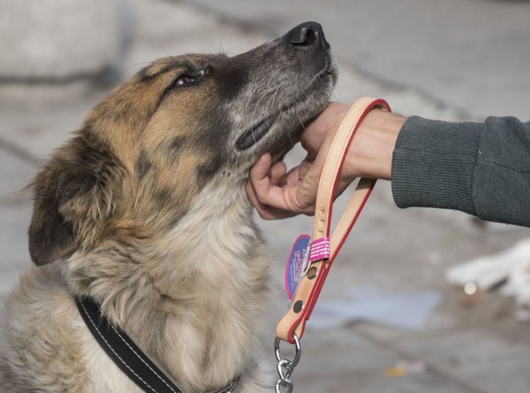 En la Basílica de Guadalupe, perros son abandonados tras los festejos del 12 de diciembre; esto pasa con ellos