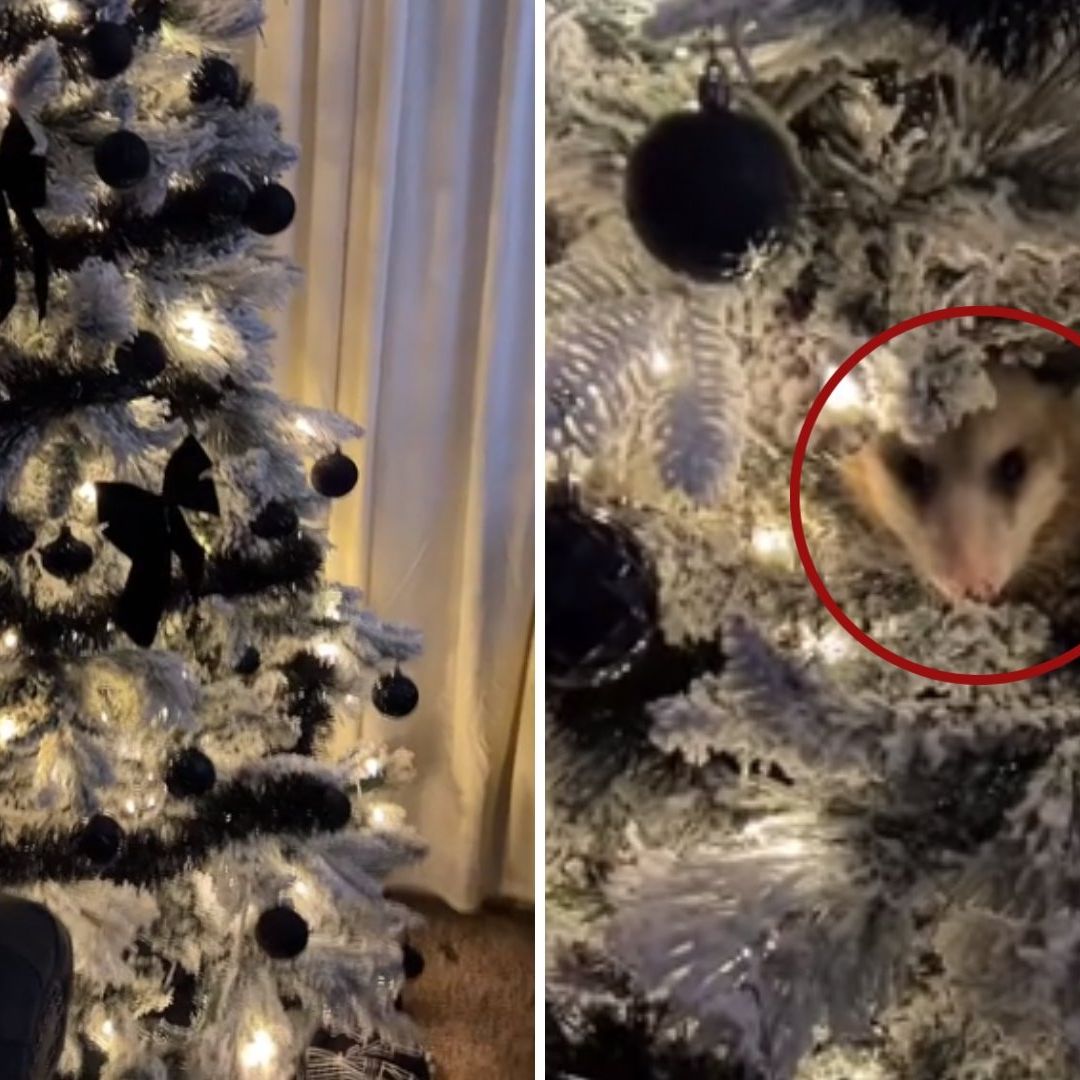 Video: Mujer Encuentra Zarigüeya en su Árbol de Navidad