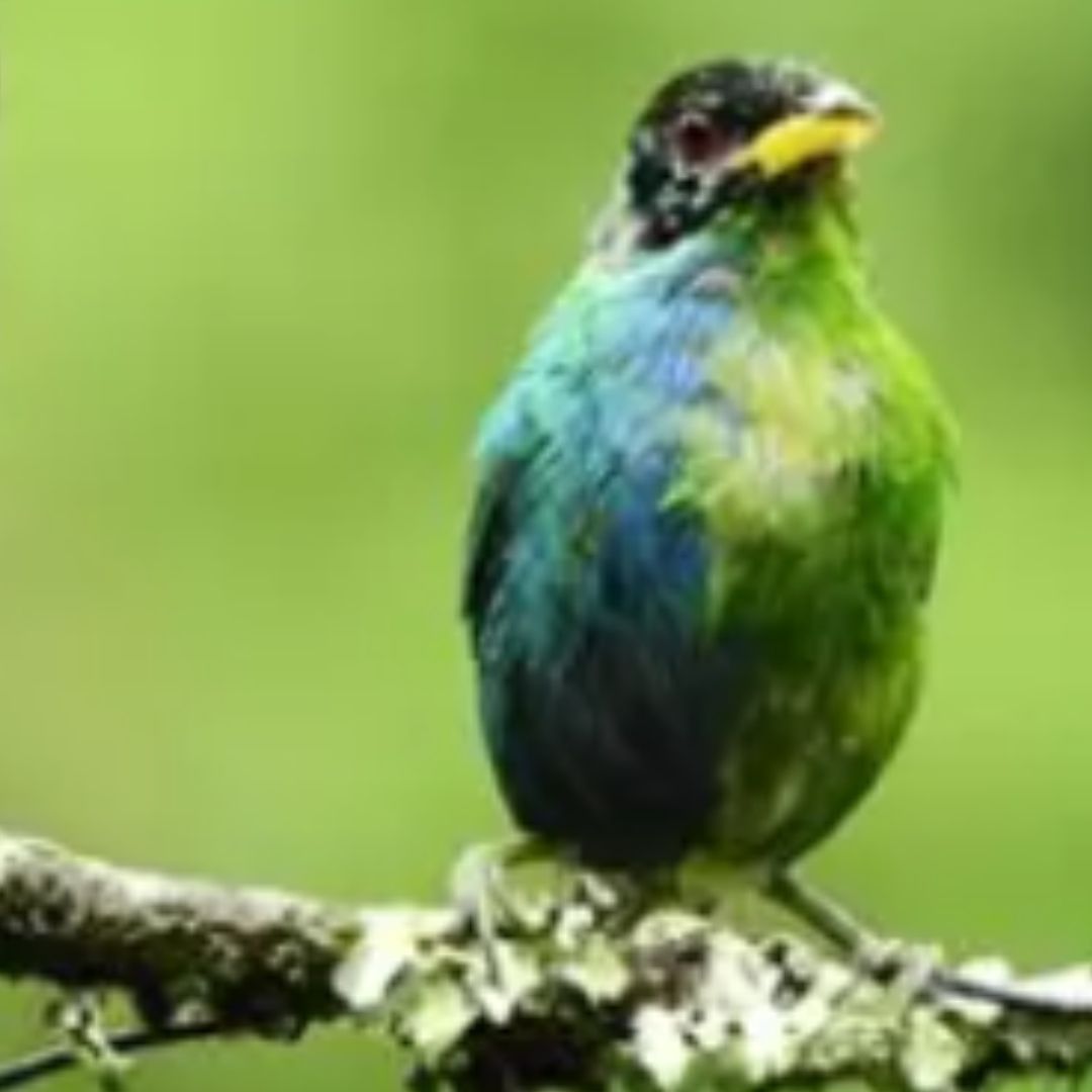 Descubren en Colombia un pájaro mitad hembra mitad macho