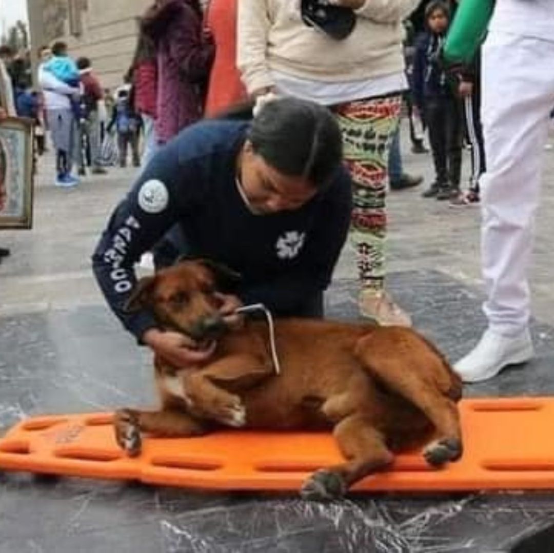 Perrito se desmaya en la Basílica de Guadalupe