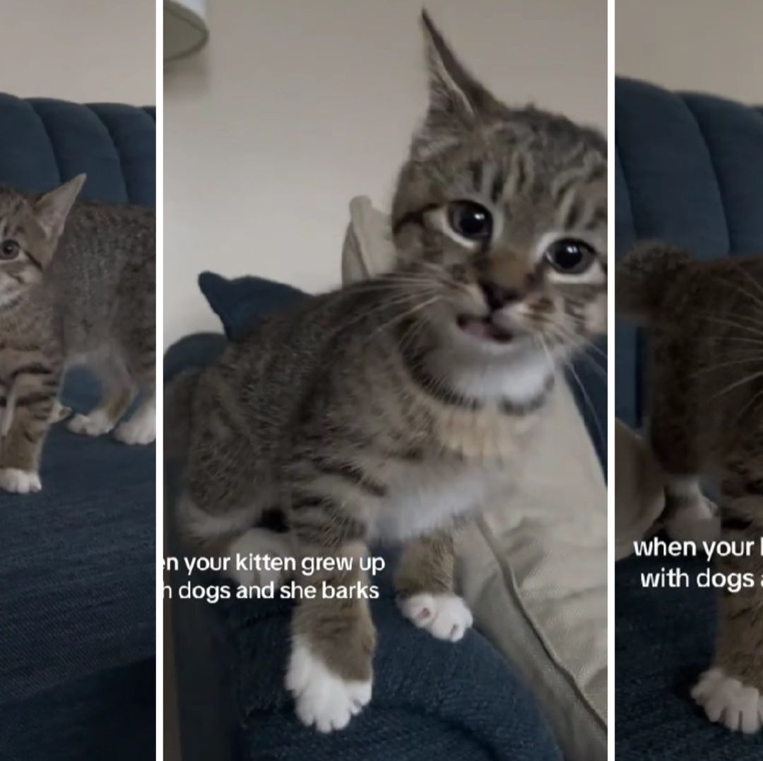 Video: ¿Qué? Gatita Perruna ‘Ladra’ en Lugar de Maullar