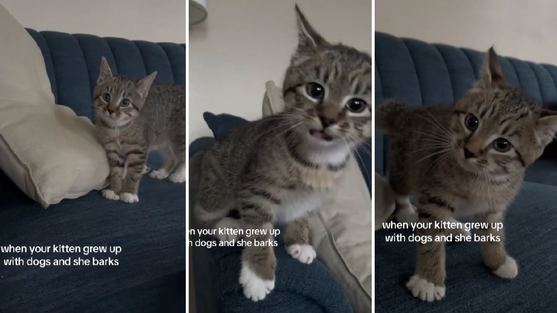 Video: ¿Qué? Gatita Perruna ‘Ladra’ en Lugar de Maullar