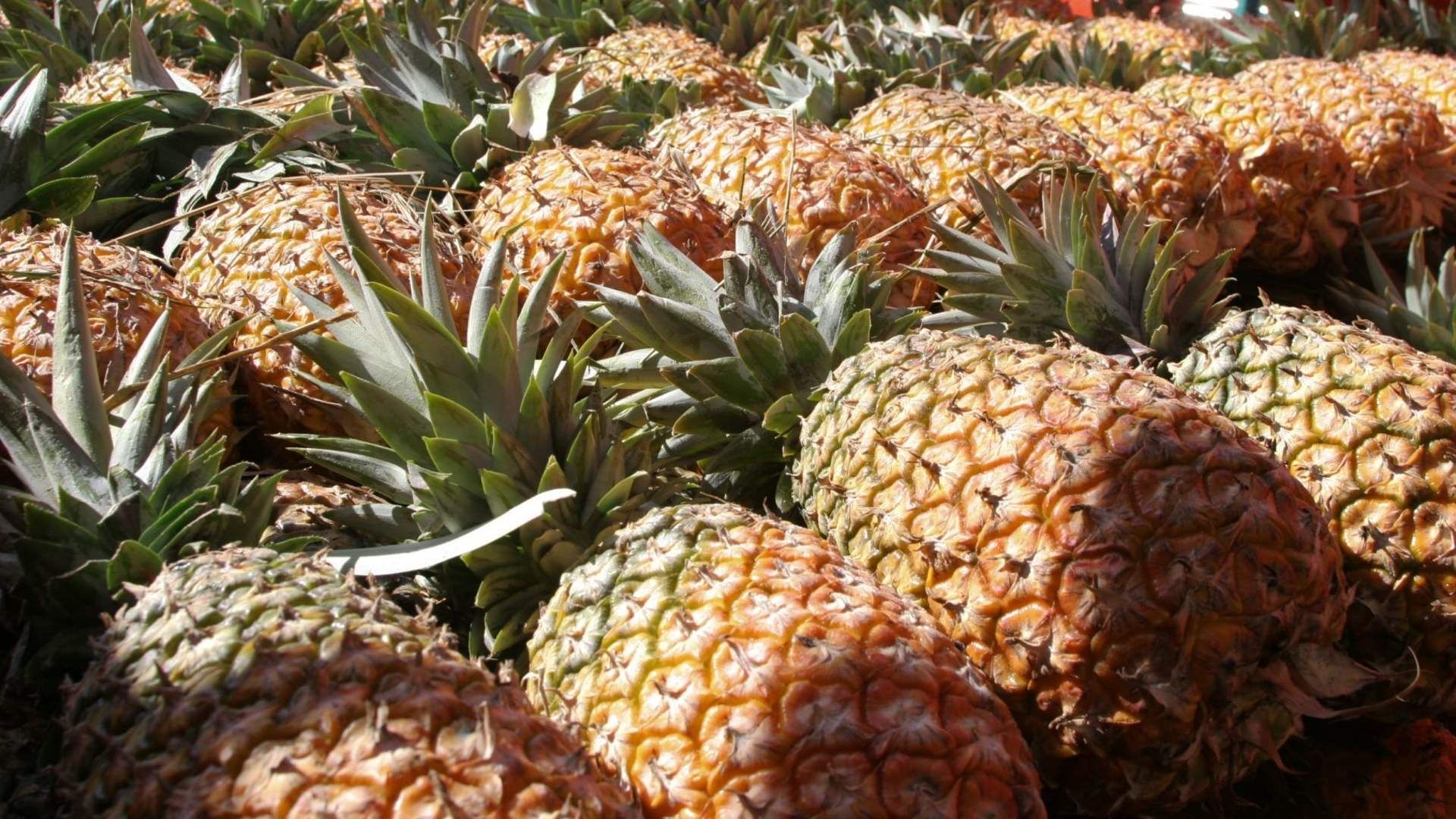 Ocultan cocaína en cargamento de piñas