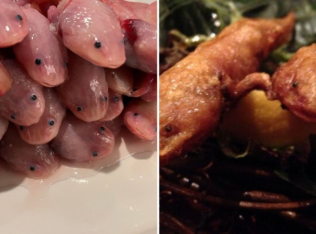 Un restaurante japonés causó la indignación de los mexicanos al compartir su platillo de ajolotes fritos