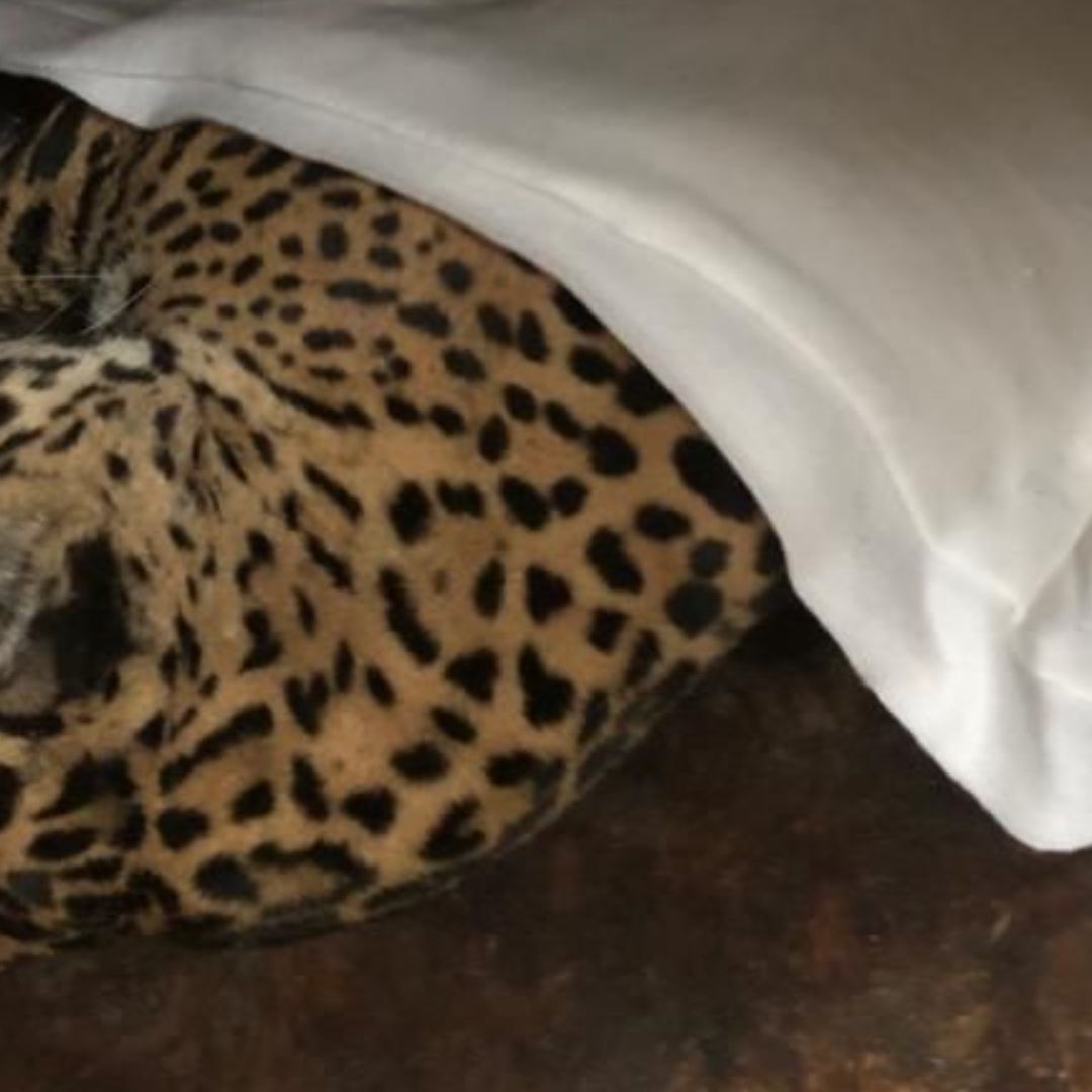 Usuarios de redes sociales compartieron imágenes de una jaguar lesionada.