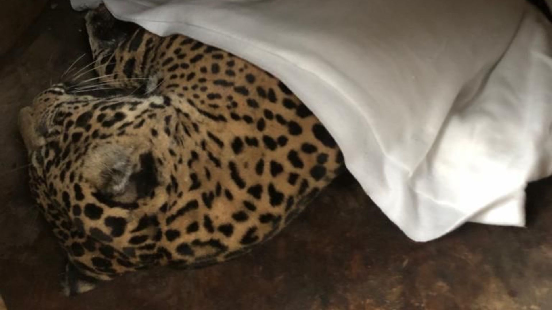 Usuarios de redes sociales compartieron imágenes de una jaguar lesionada.