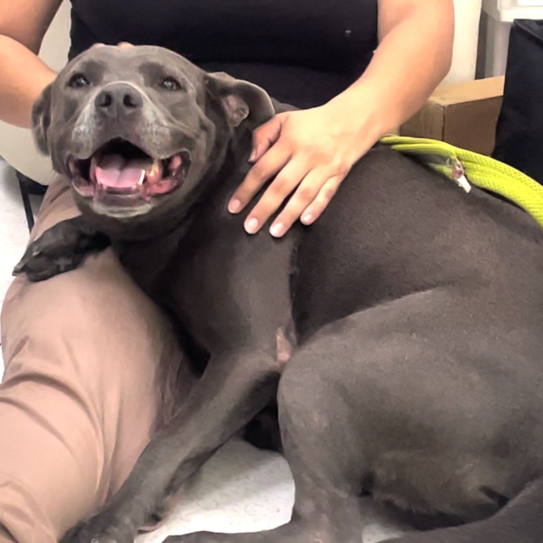 El dueño de los perros atacantes rechazó hacerse cargo de los gastos médicos.