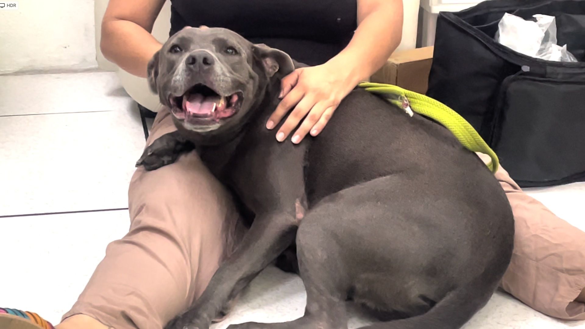 El dueño de los perros atacantes rechazó hacerse cargo de los gastos médicos.