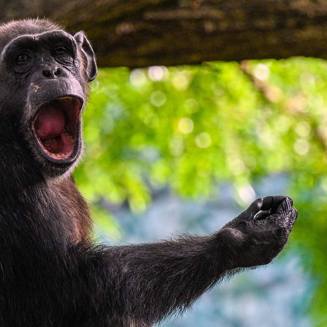 Chimpancé en refugio de Sri Lanka