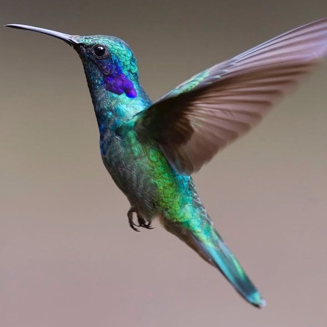 Humanos, responsables de la extinción del 12% de las aves
