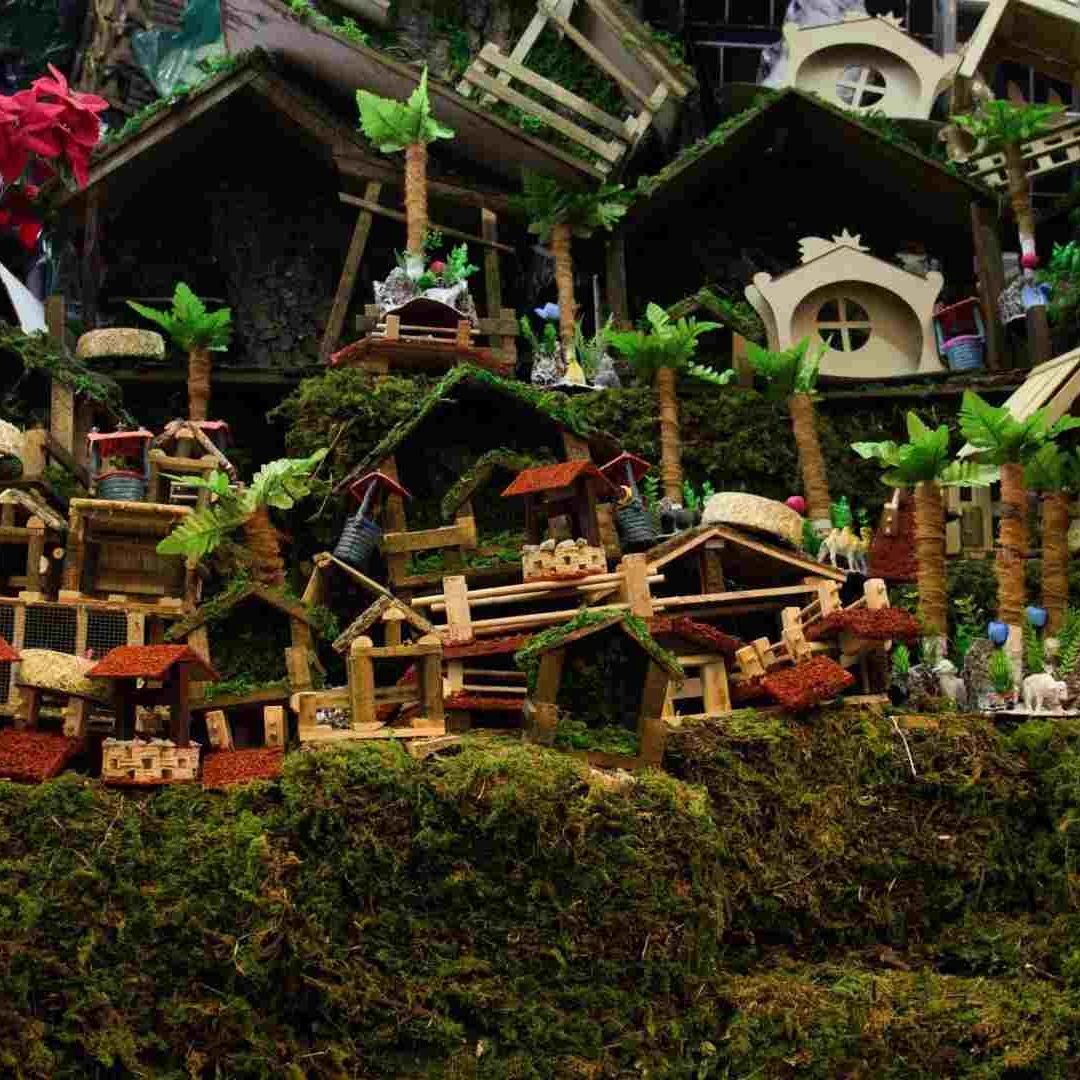 No todo el musgo para el nacimiento navideño es Ilegal, también se produce de manera sustentable