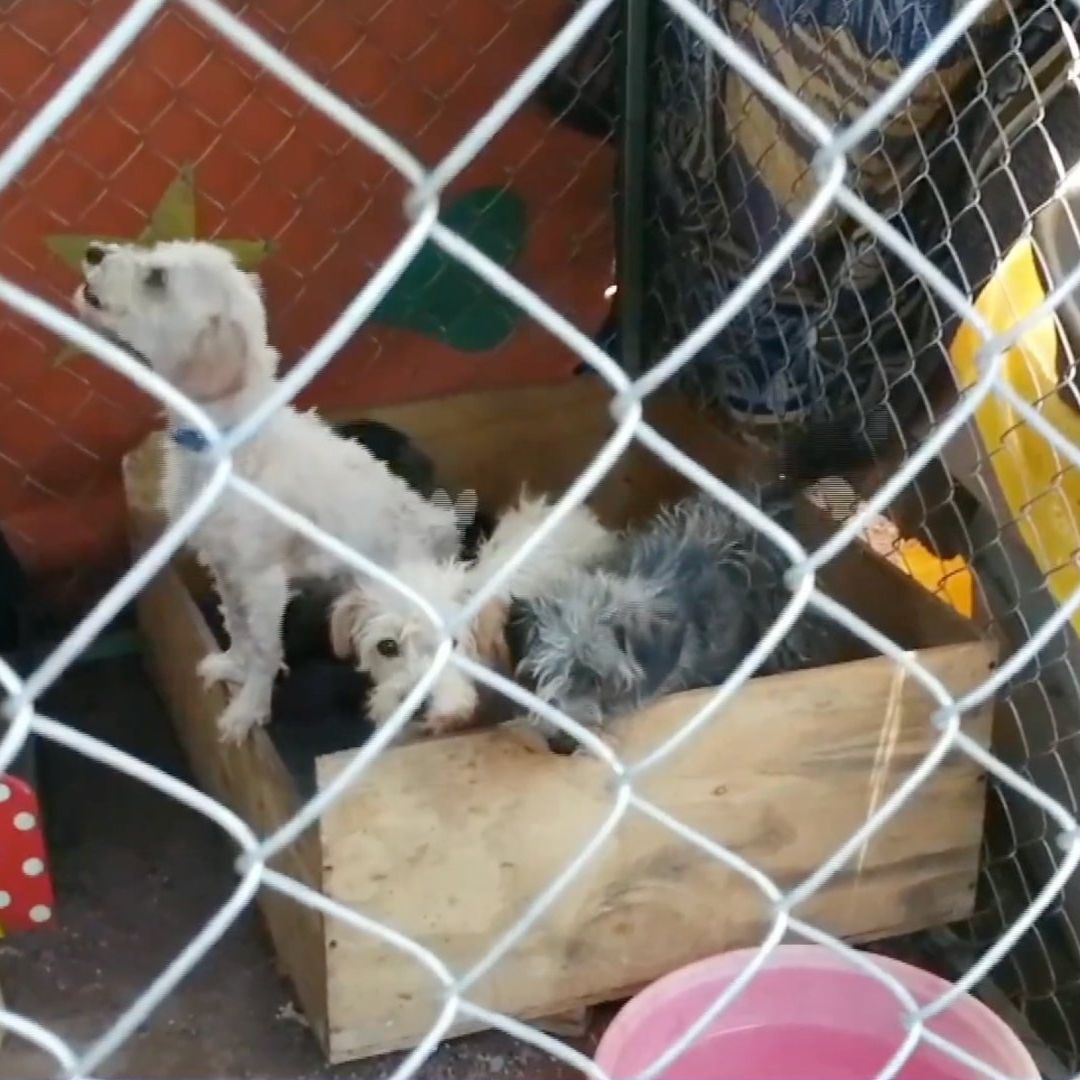 Pirotecnia causa la muerte de un perro de albergue en Veracruz