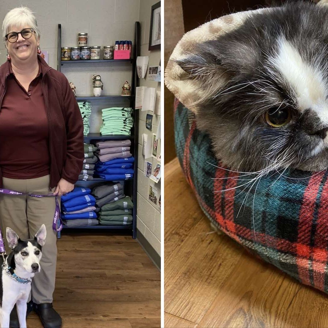 Refugio consigue dar a todos sus animales en adopción antes de Navidad