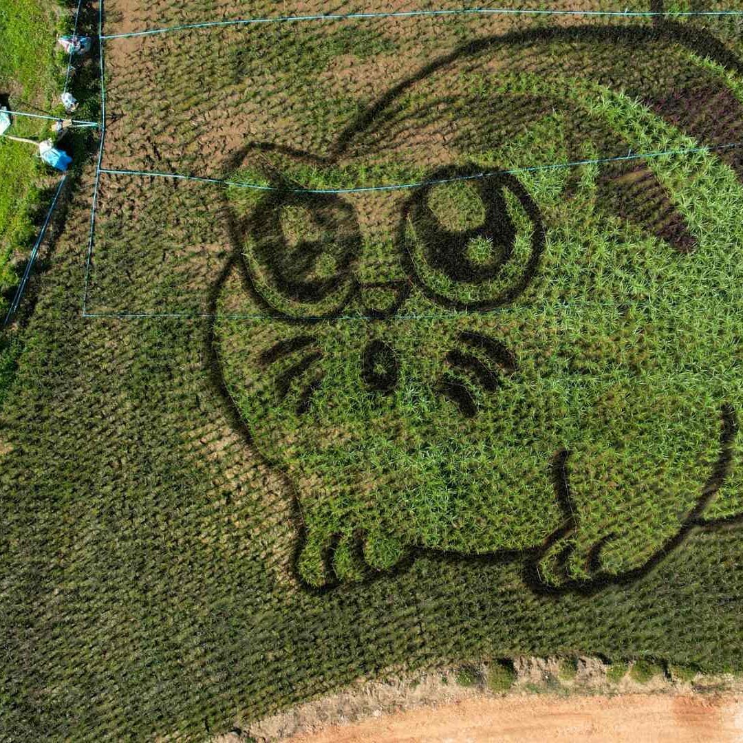 Crean gatos en sembradíos de arroz en Tailandia