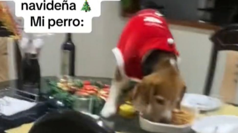 Perro deja sin cena de Navidad a sus dueños