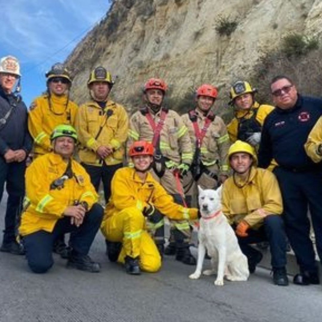 Bomberos en Tijuana rescatan más de 200 animales en 2023