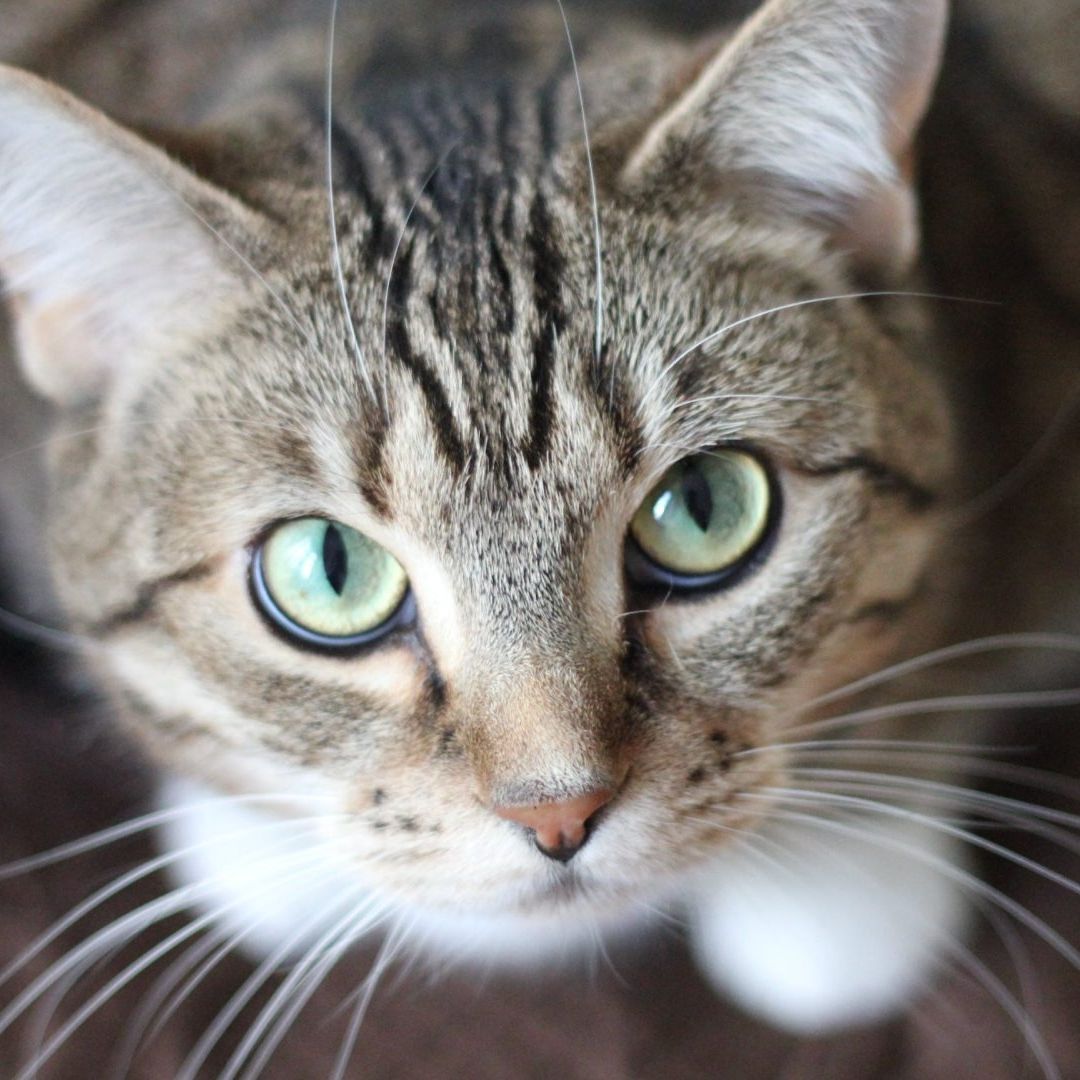 Niños abandonados intentan cocinar gato en Veracruz
