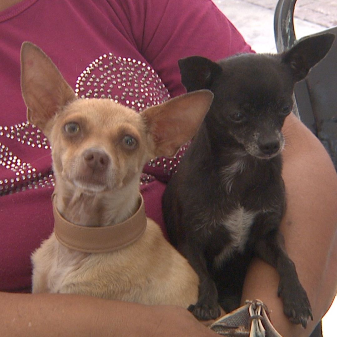 perritos asustados por pirotecnia