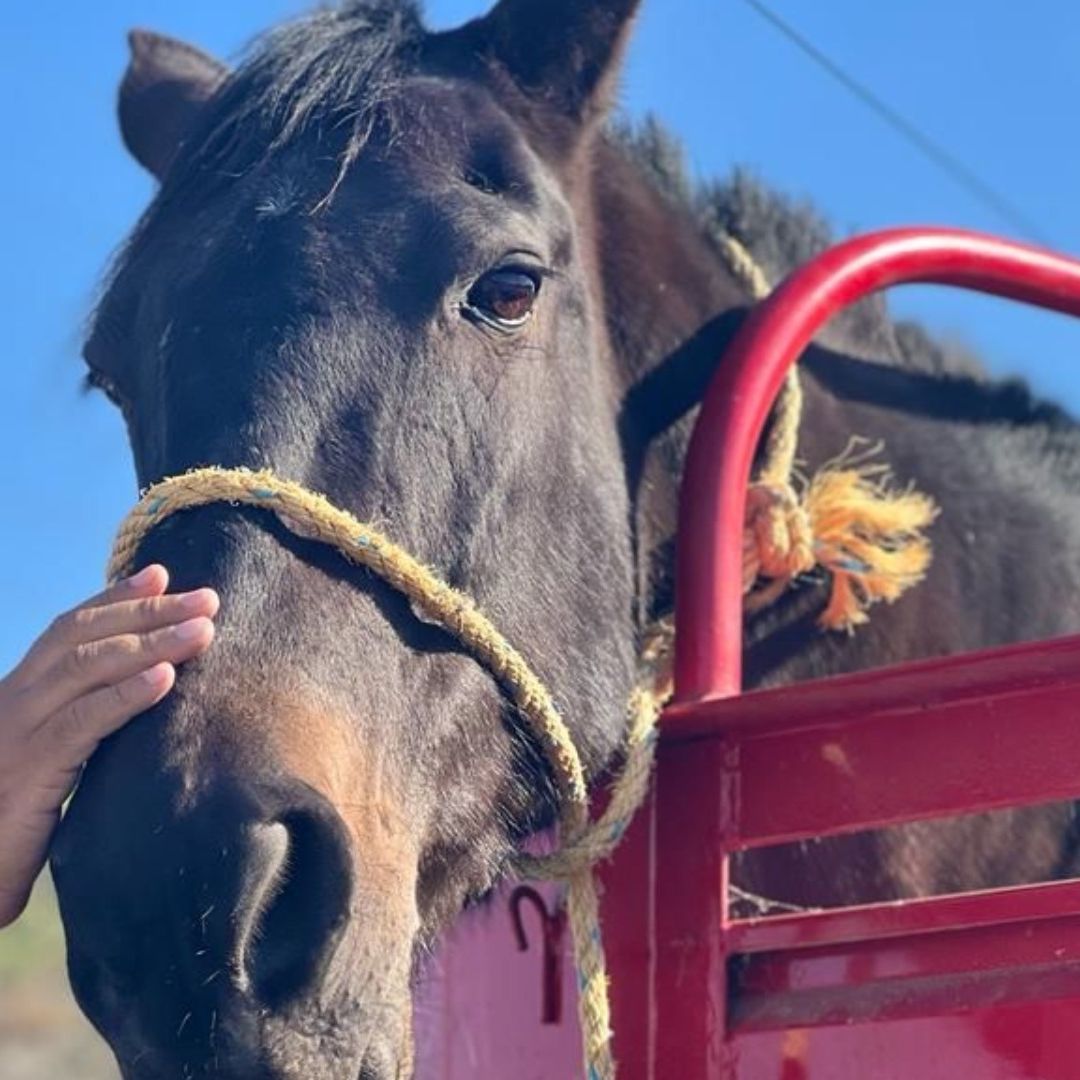 Rescatan a caballo que era víctima de maltrato animal en Tijuana