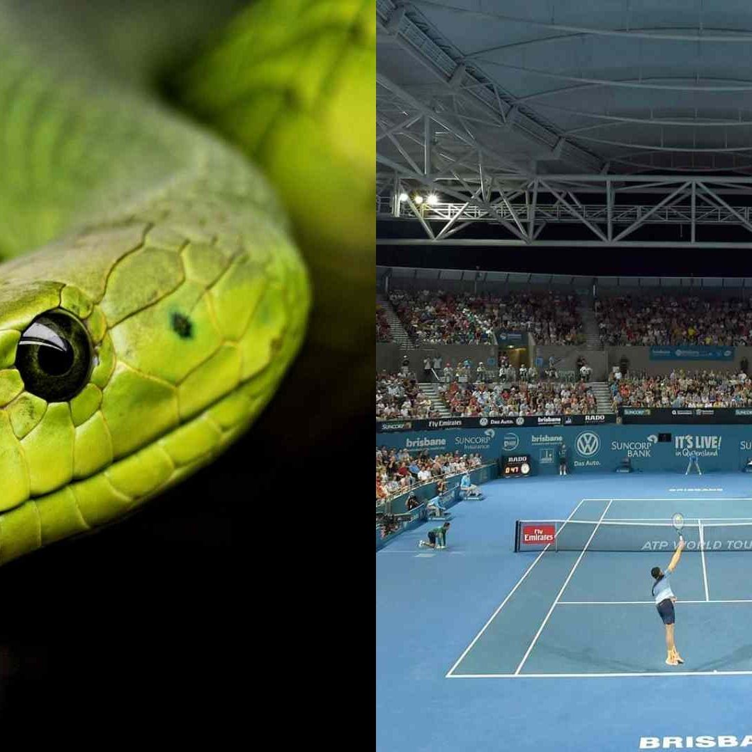 Serpiente interrumpe partido del torneo ATP de Brisbane en Australia