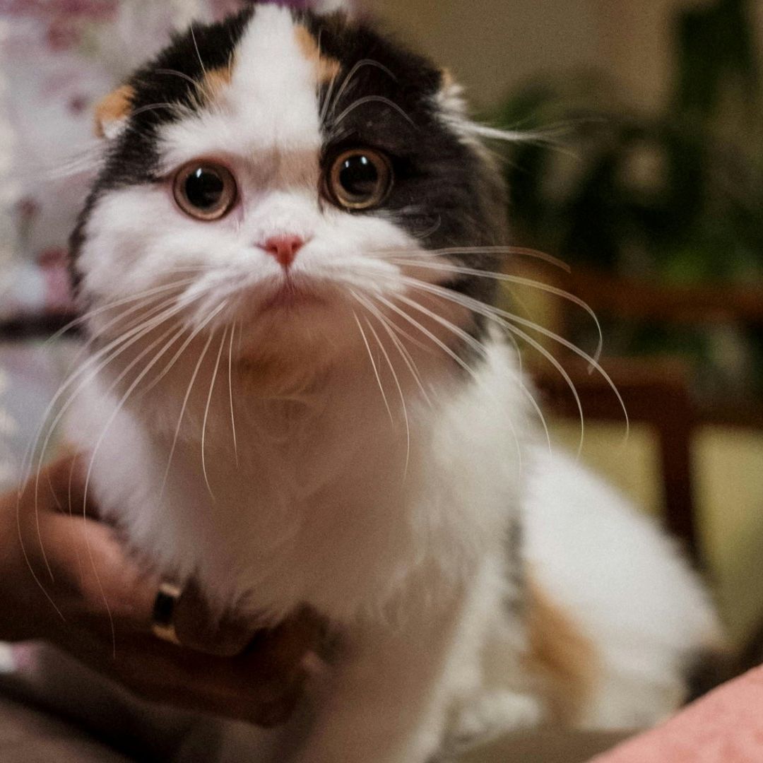 Por qué los gatos tienen 276 expresiones faciales y cómo están clasificadas