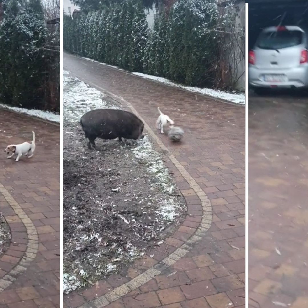 Video | ¡Ternuritas! Cerdito y Perrito Juegan ‘Futbol’ Bajo la Nieve