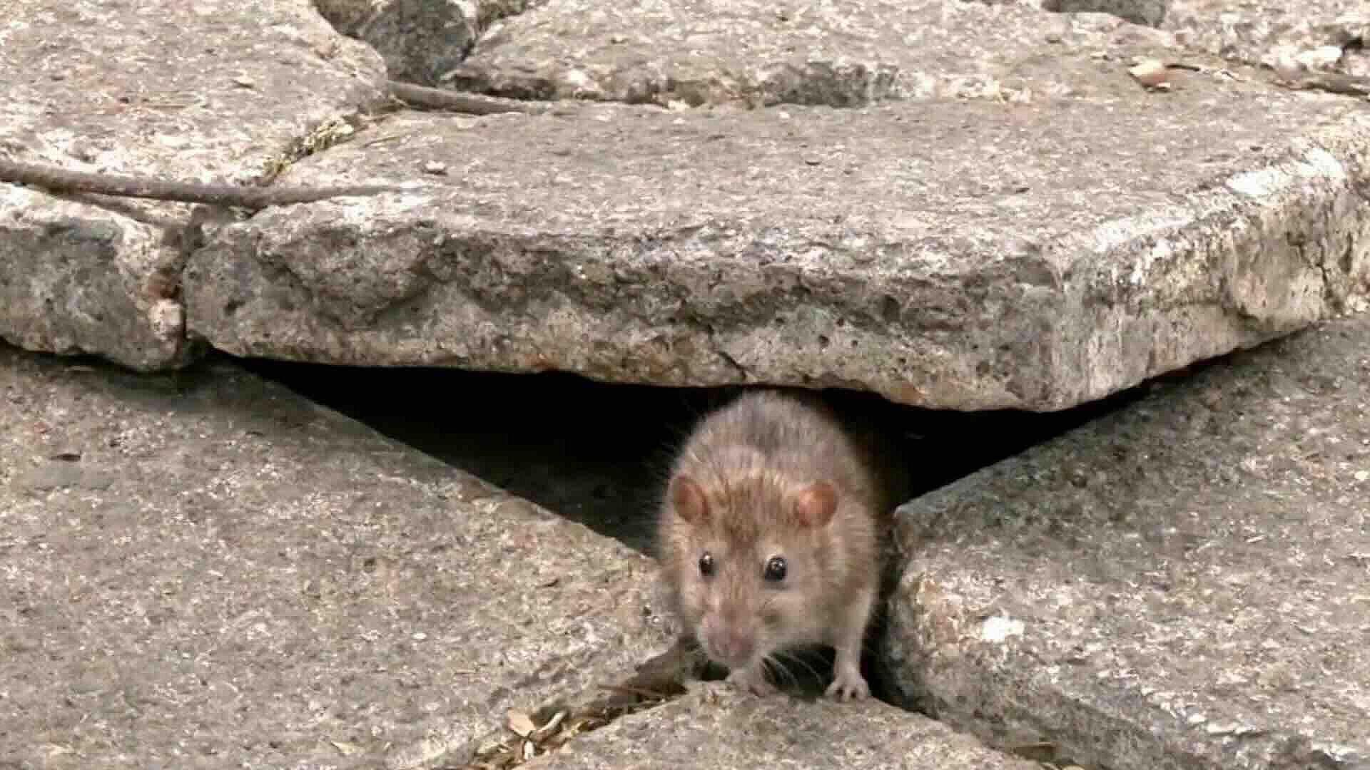Plaga de Ratas Invadió Camellones de Paseo de la Reforma en CDMX
