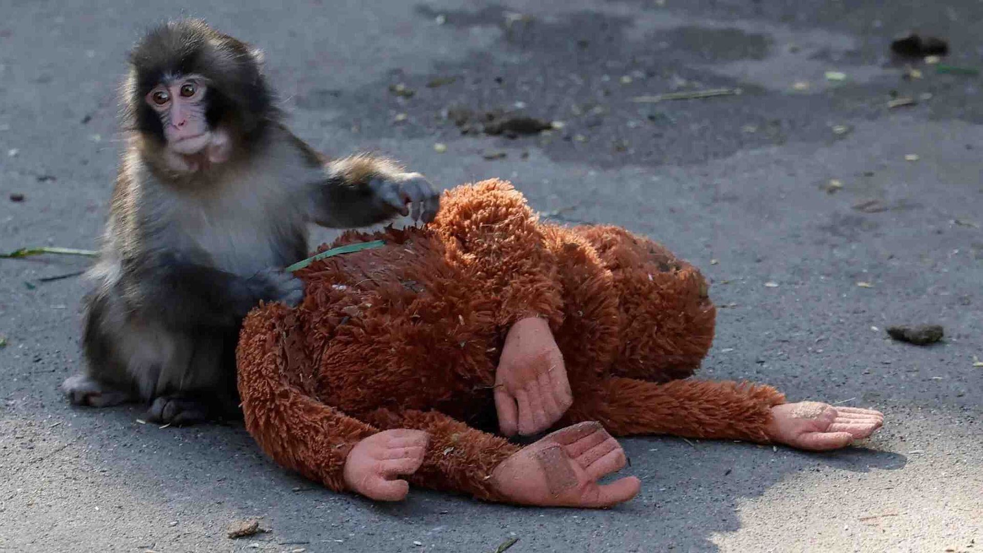 Peluche Orangután De 66 Cm – Punch Monkey, Ultrasuave Y Lavable A Máquina