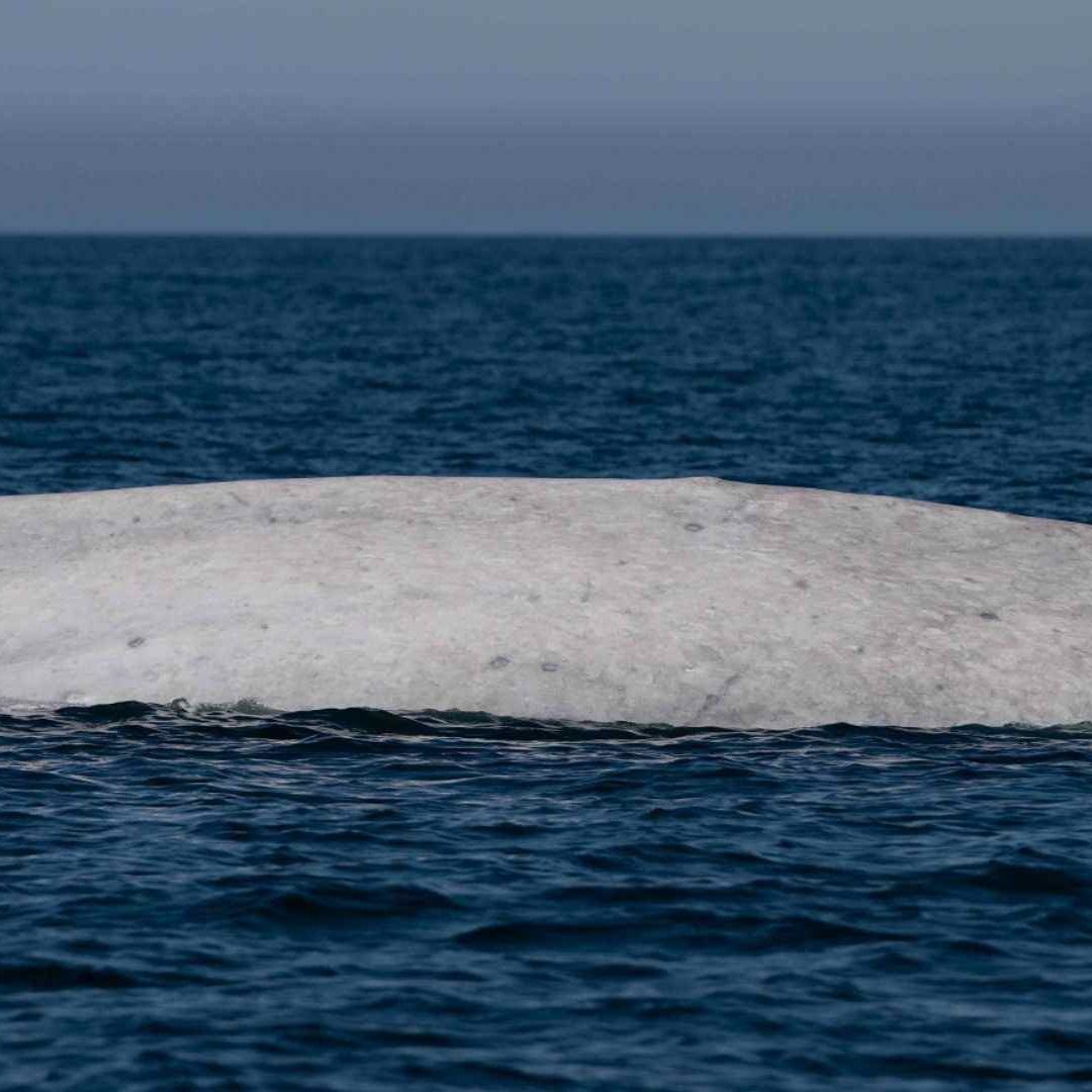 Avistamiento de Ballena Azul Albina en Loreto, Baja California Sur