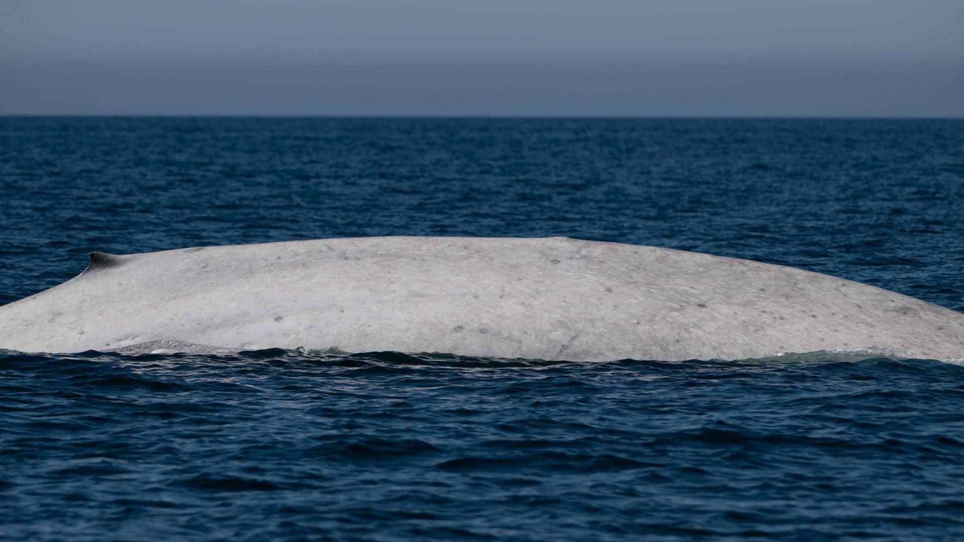 Avistamiento de Ballena Azul Albina en Loreto, Baja California Sur
