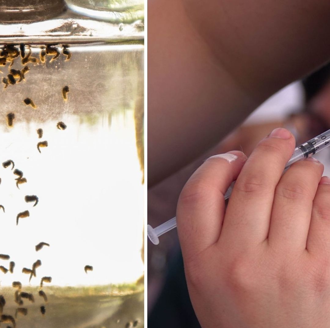 Cuándo Aplicar la Vacuna Contra Dengue Qdenga. Esto dice OMS