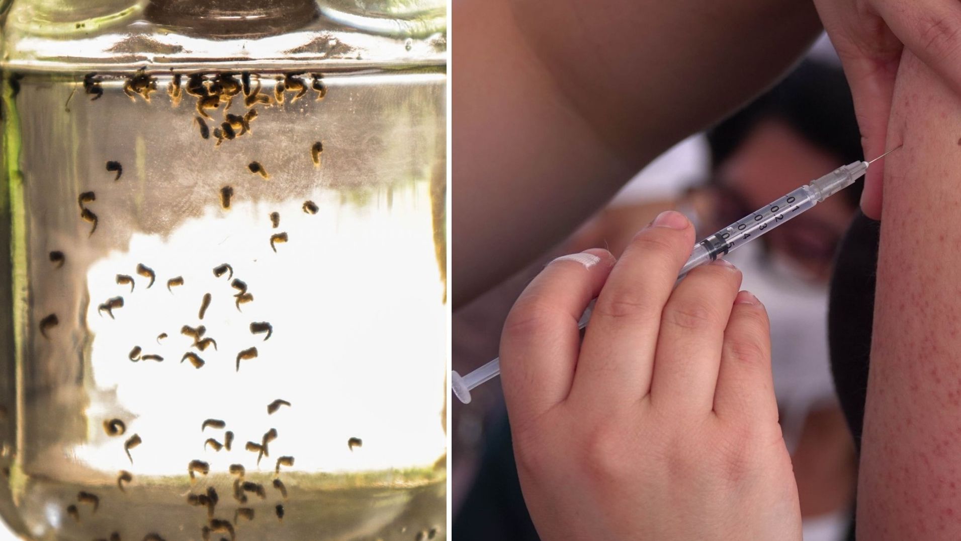 Cuándo Aplicar la Vacuna Contra Dengue Qdenga. Esto dice OMS