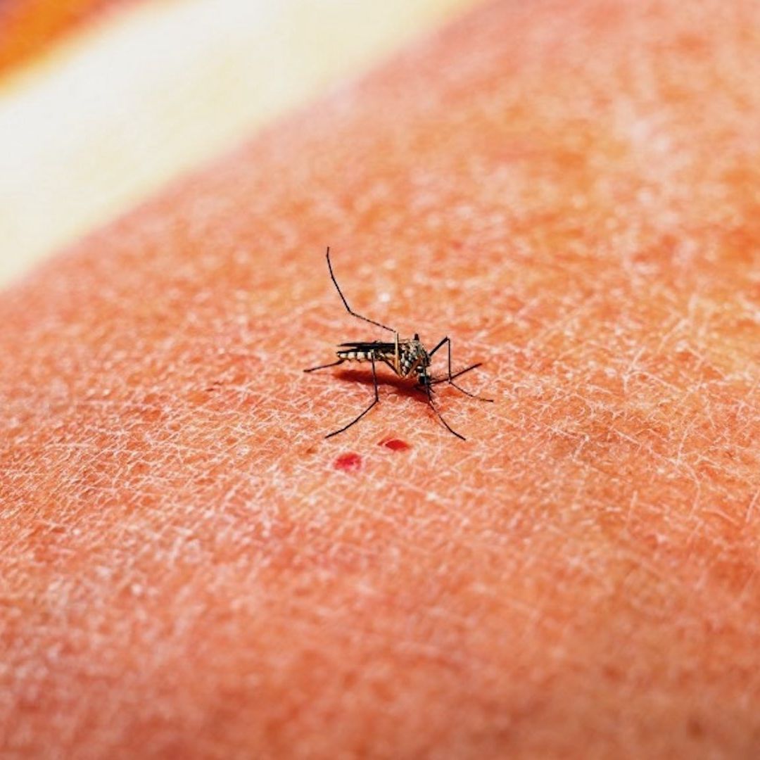 Cofepris aprueba vacuna Qdenga contra el dengue