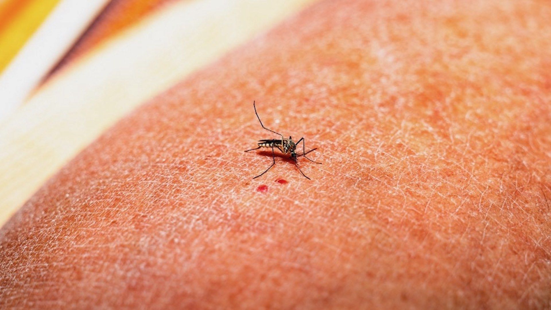 Cofepris aprueba vacuna Qdenga contra el dengue
