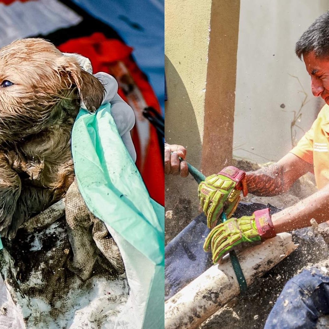 Rescate cachorro