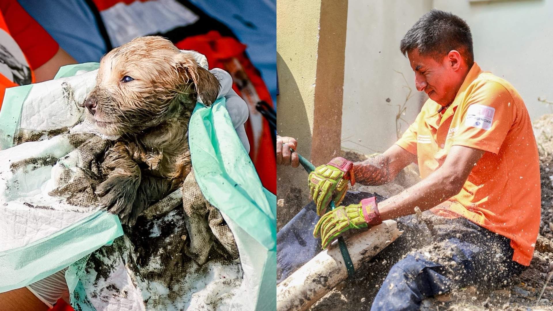Rescate cachorro