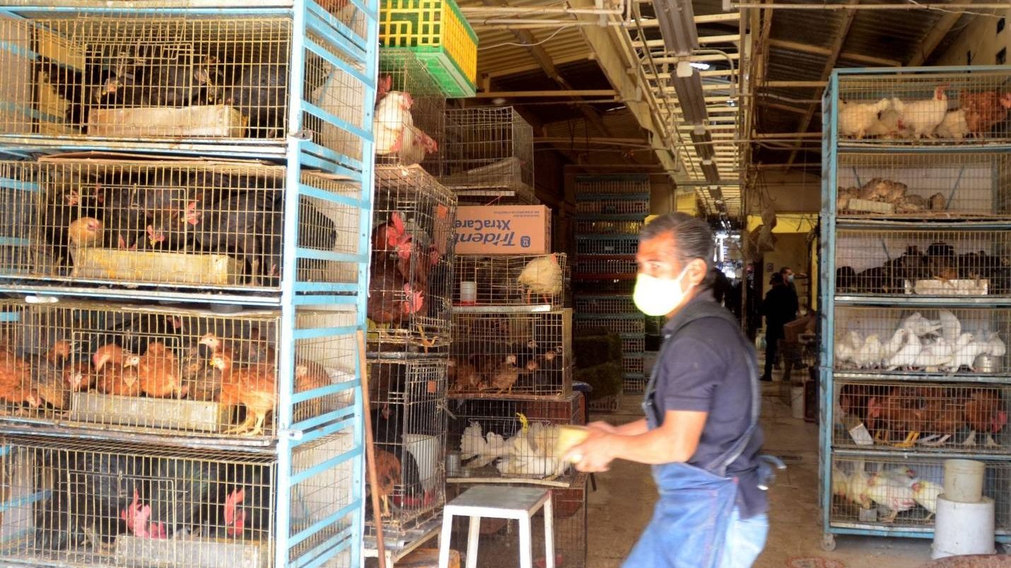 Animalistas llevan meses buscando la prohibición constitucional de la venta de animales en mercados populares