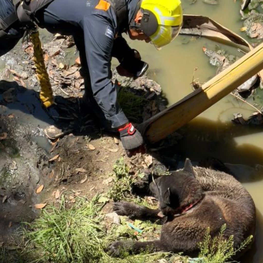Perro Rescatado Cayó Interior Barranca Colonia Lomas Flor del Sur Puebla