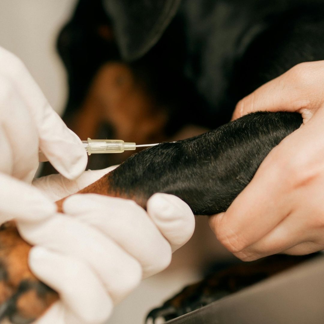 Veterinario Denunció Centro de Bienestar Animal San Andrés Cholula Puebla Delitos contra los Animales Vacunas Caducadas