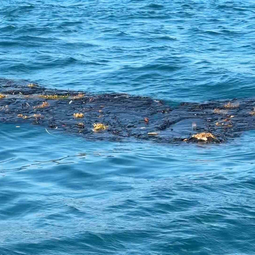 Manchas de Hidrocarburo Chapopote son Detectadas por Pescadores en Zona de Captura de Alvarado Veracruz