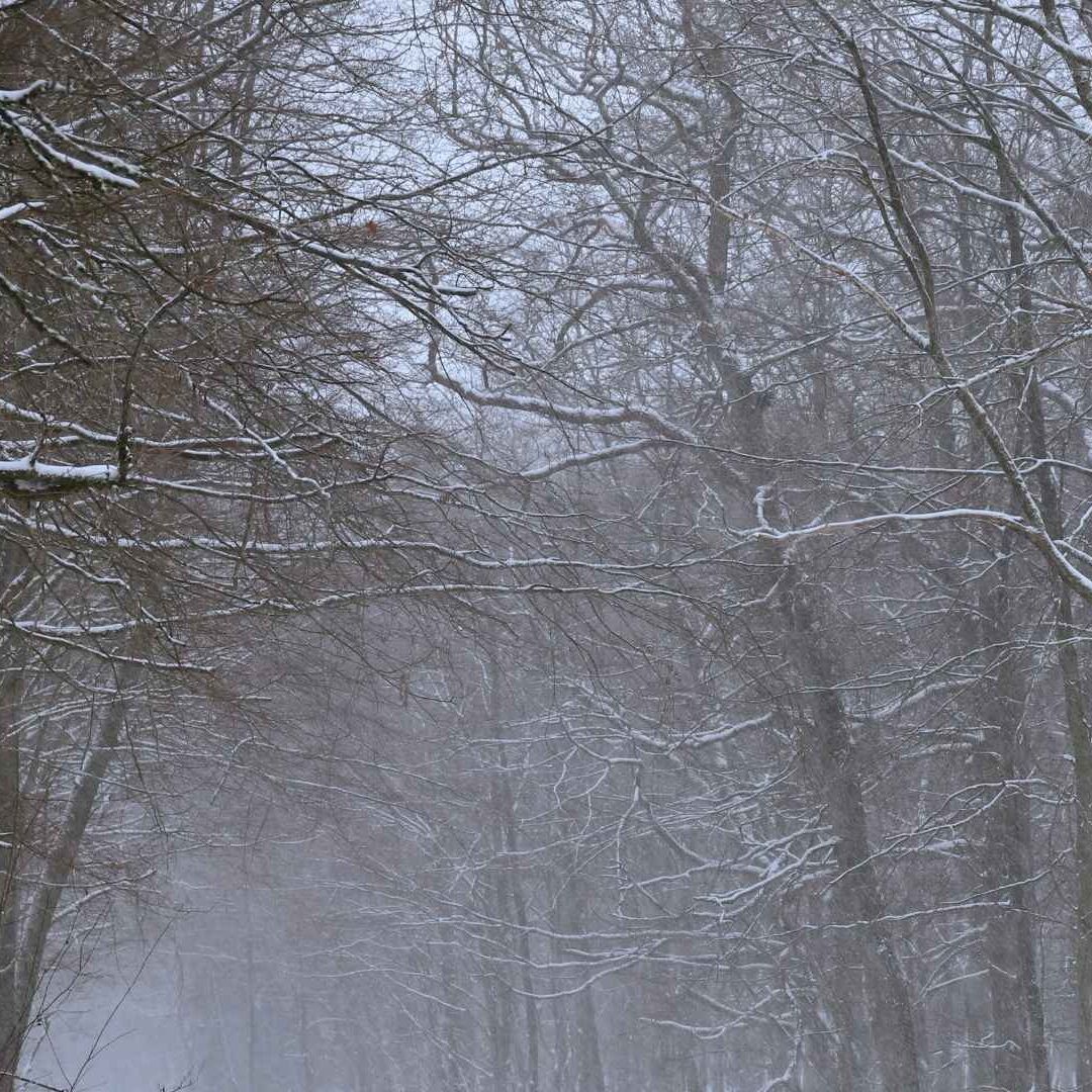 Reportan Caída de Nieve en Zona Serrana de Chihuahua por Tormenta Invernal y Frente Frío 40
