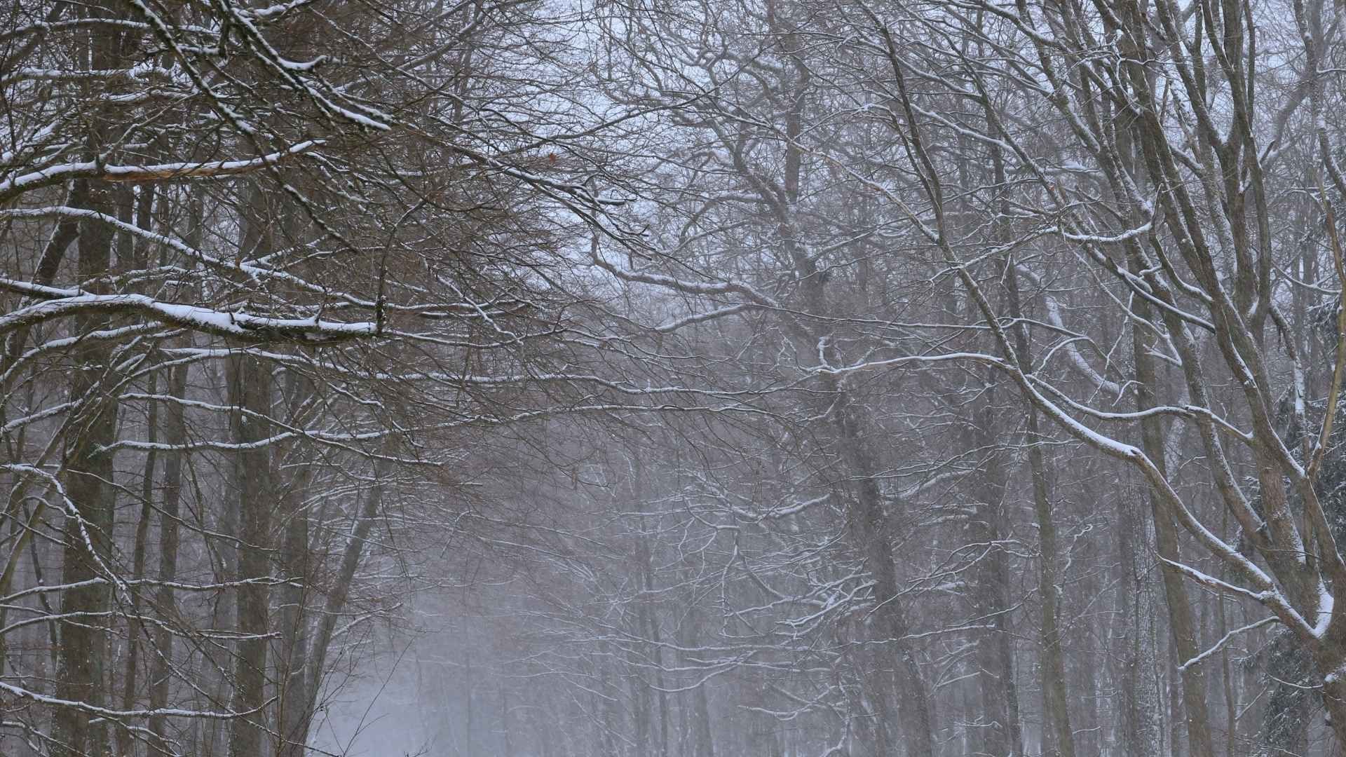 Reportan Caída de Nieve en Zona Serrana de Chihuahua por Tormenta Invernal y Frente Frío 40