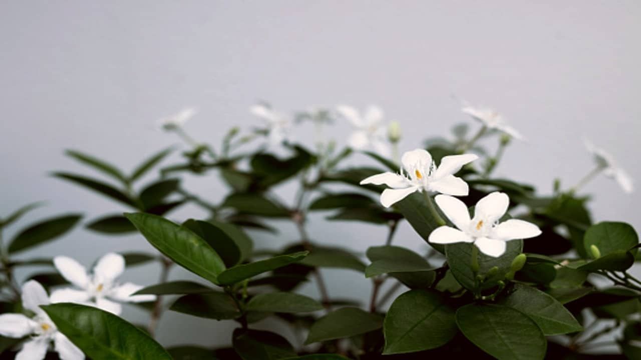 Cuatro flores ideales para las habitaciones de tu casa