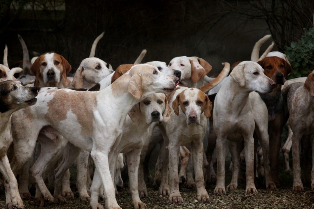 Estas son las 5 razas de perros en peligro de extinción