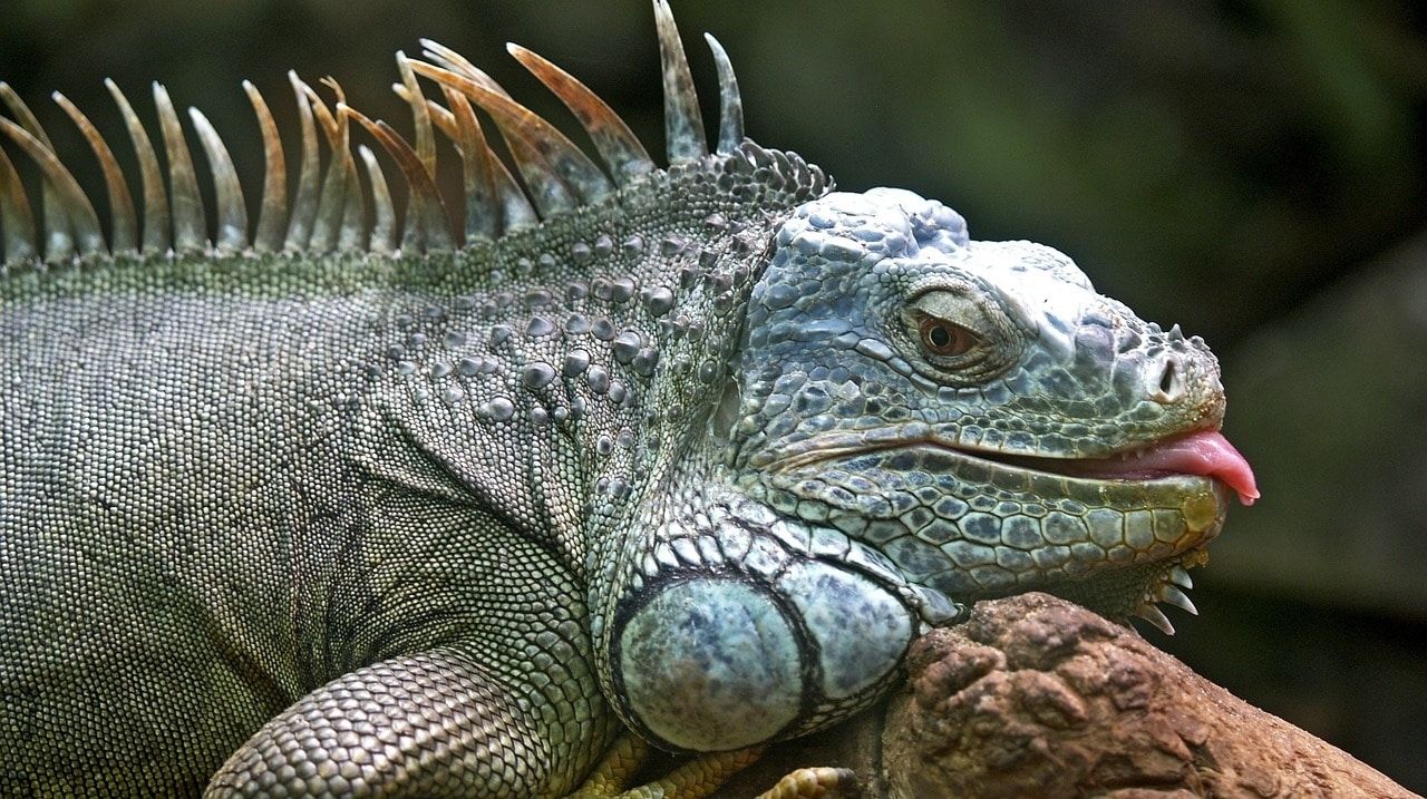Resolviendo misterios: ¿De qué lado mascan las iguanas?