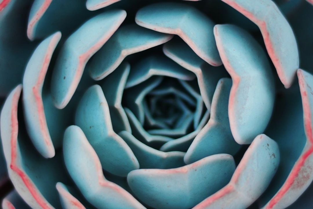 Suculentas: ¿Cuál es su origen y cuánto tiempo viven?